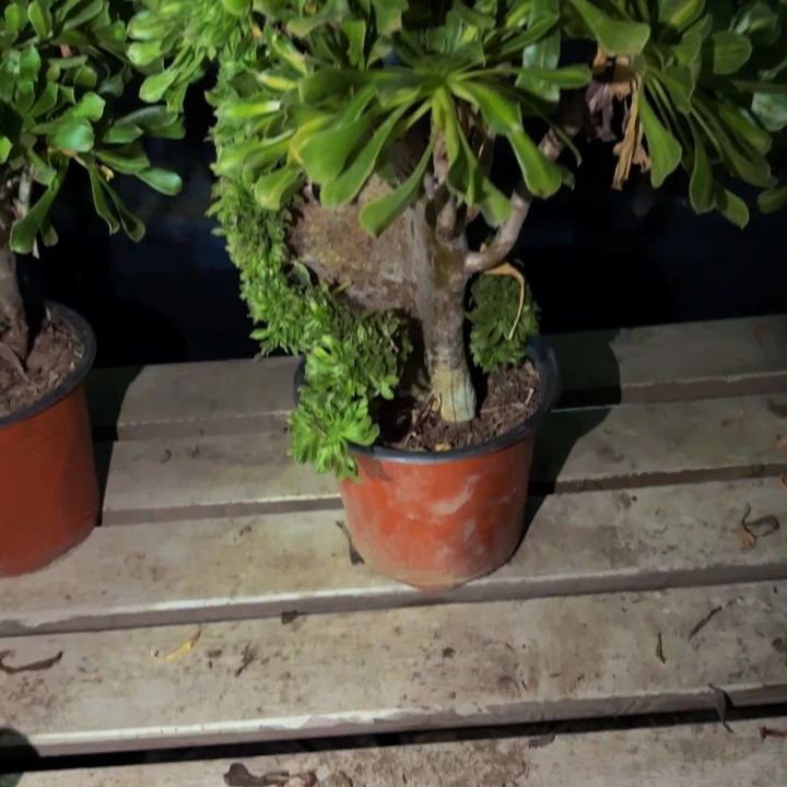 218夕颜多肉植物不售后中班