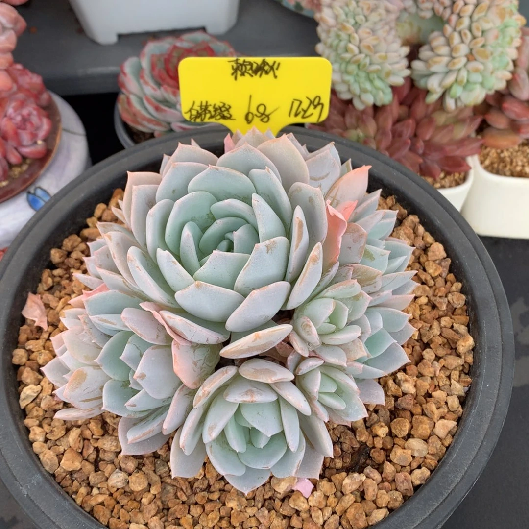 我们家的小姐姐们