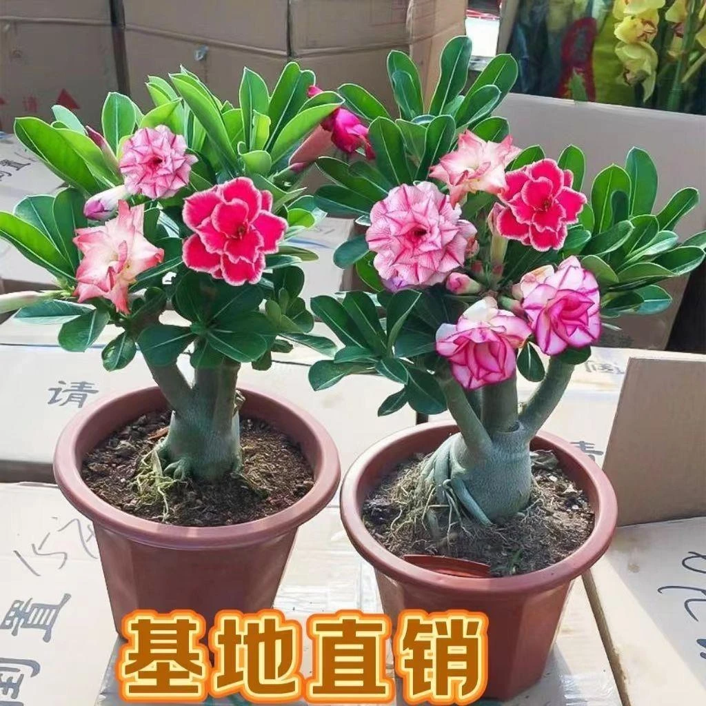 阳光沙漠玫瑰多枝开大花粗大易养室内外净化空气绿植