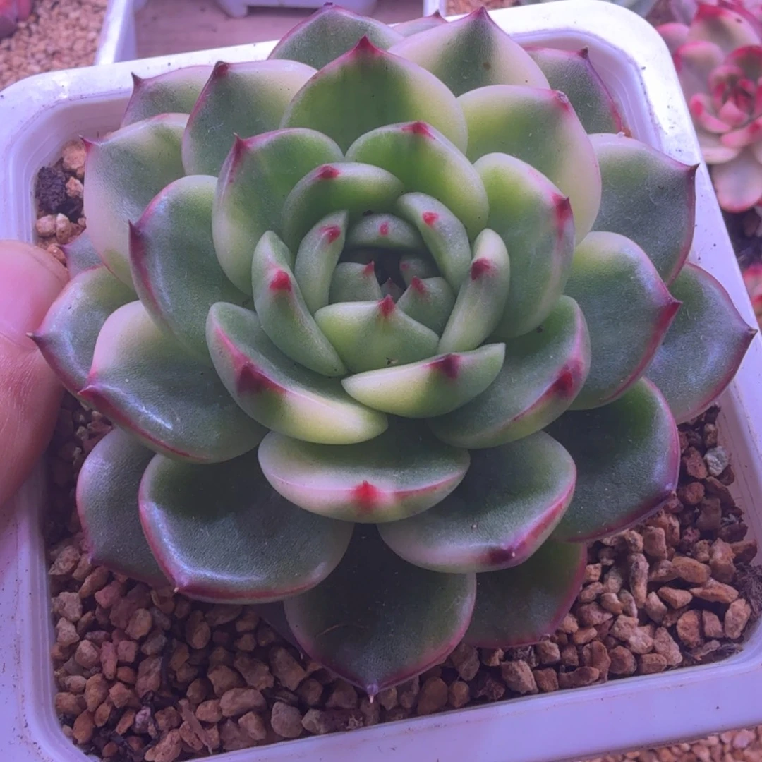 月亮石白锦 拉丝