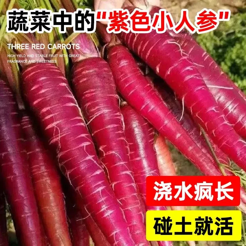 紫参胡萝卜种子萝卜籽庭院田园蔬菜种子阳台种菜盆栽蔬果水果种子
