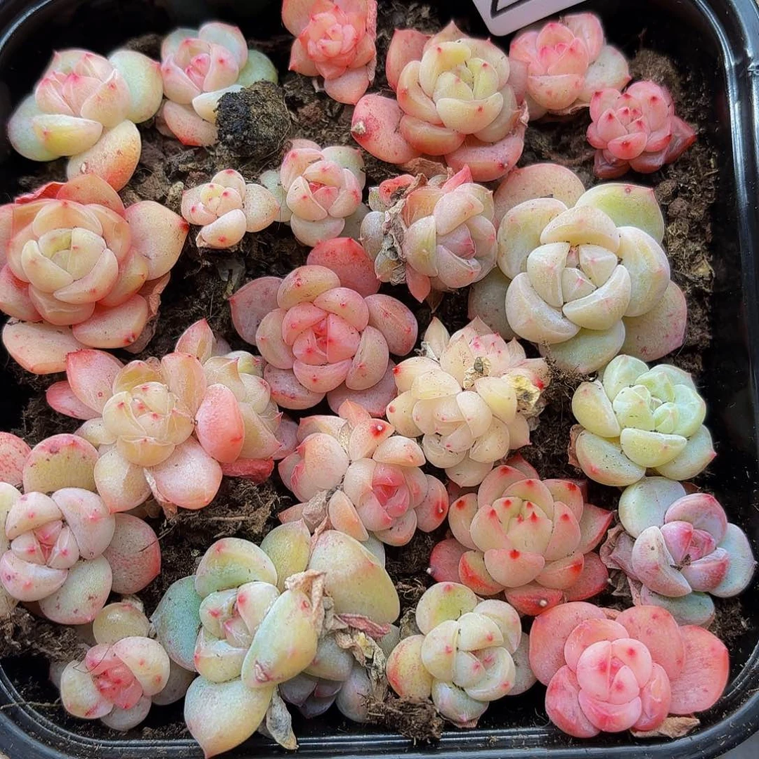 多肉植物多肉植物223