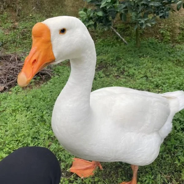 柯尔大白鹅宠物y10只（活的包邮）