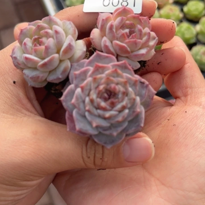 081拍一颗发三颗