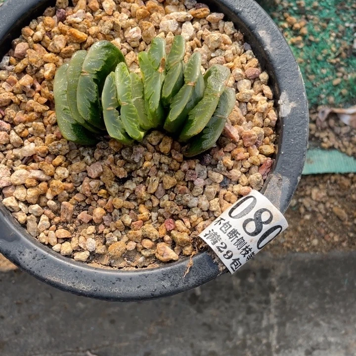 80号玉扇多肉植物