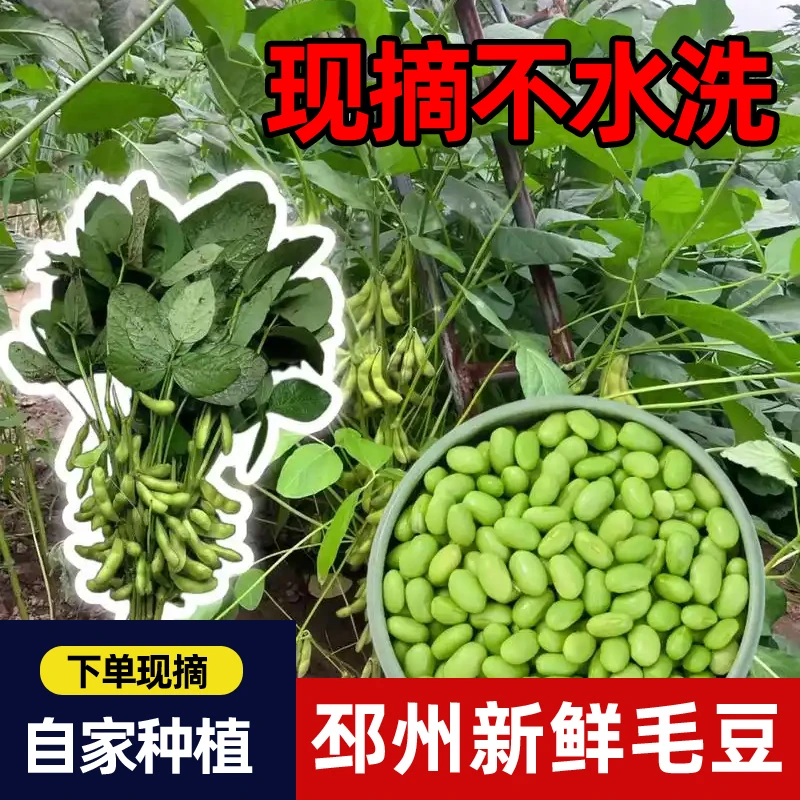 毛豆新鲜带壳青豆子疏菜嫩豆荚黄豆农家自种时令新鲜蔬菜