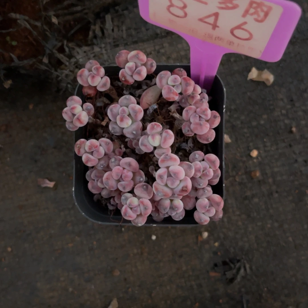 小****云尘多肉一物一拍不包整带盆带土846