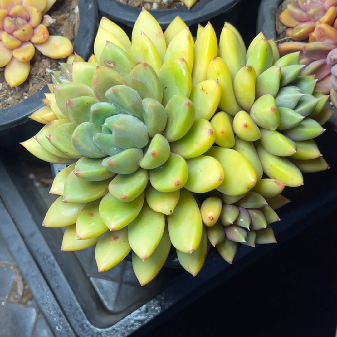 【闪购商品】红象牙四头起多肉29.8