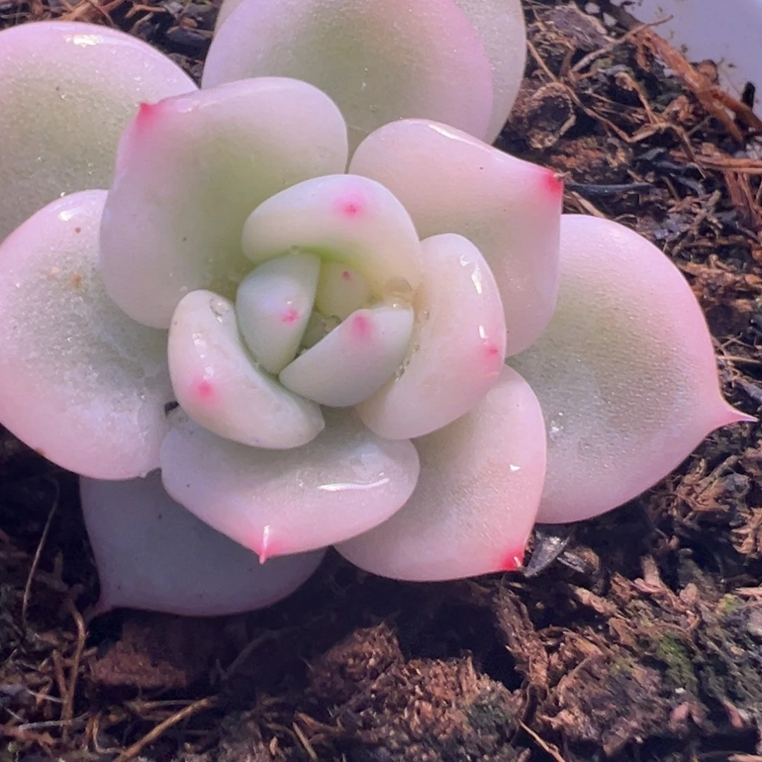 喂****香槟锦，覆轮锦白锦