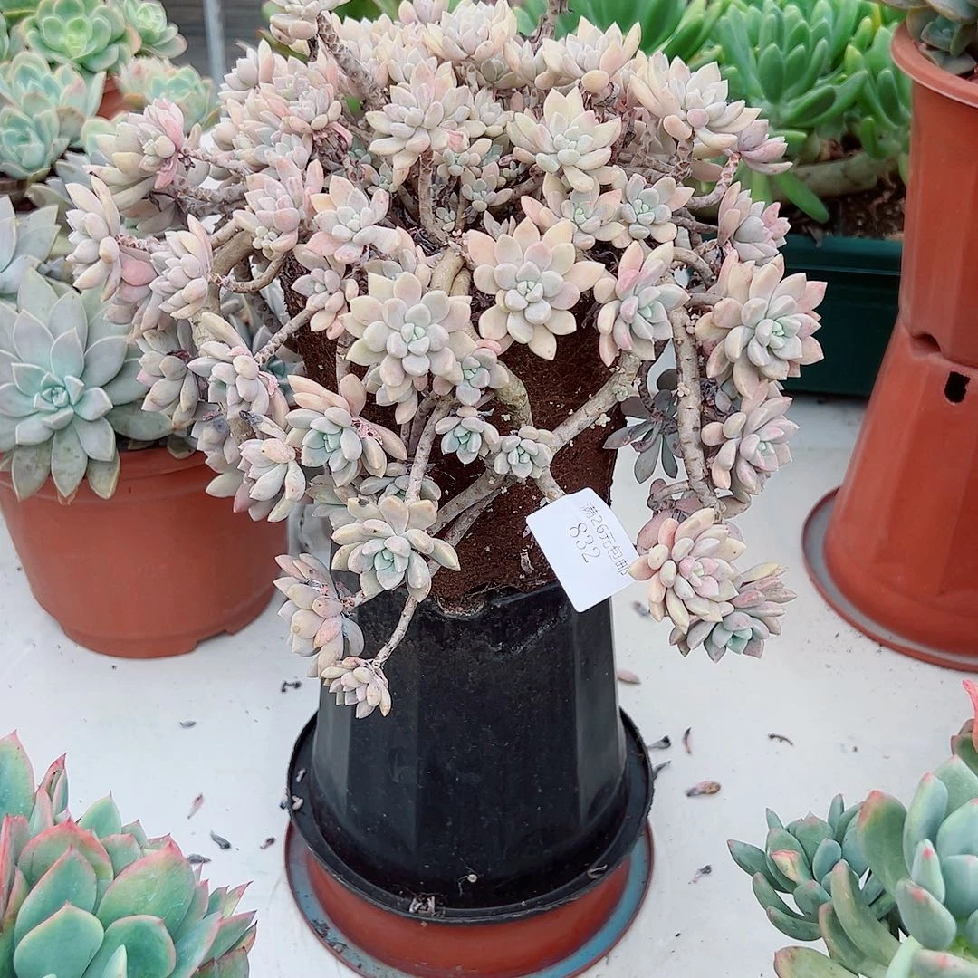 一***口832克洛伊多肉植物