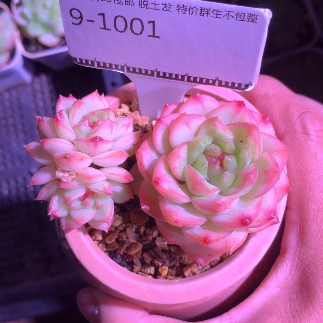 珍妮老桩精品多肉58包邮不包整