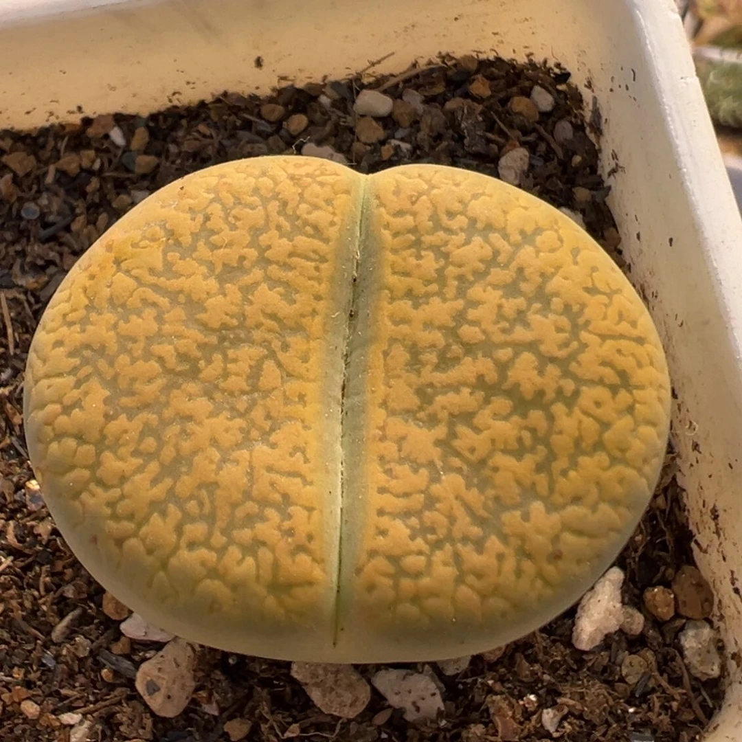 396多肉植物百科植物