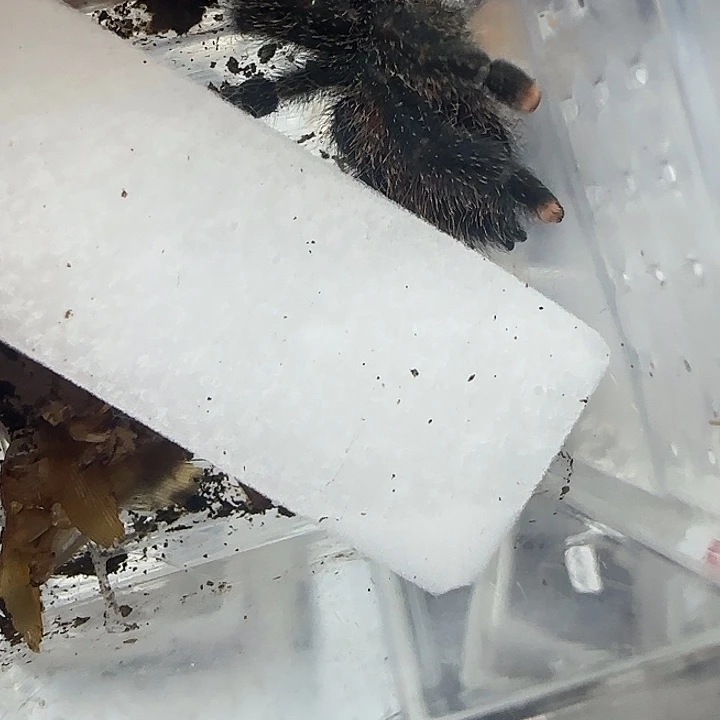 巨人圭亚那粉趾小母