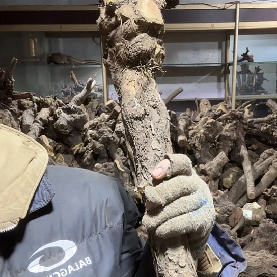 香榧木闪**⭐火琉璃的故事毛料摆件