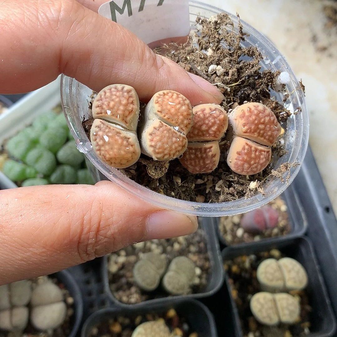 唯**渡M79多肉植物保护