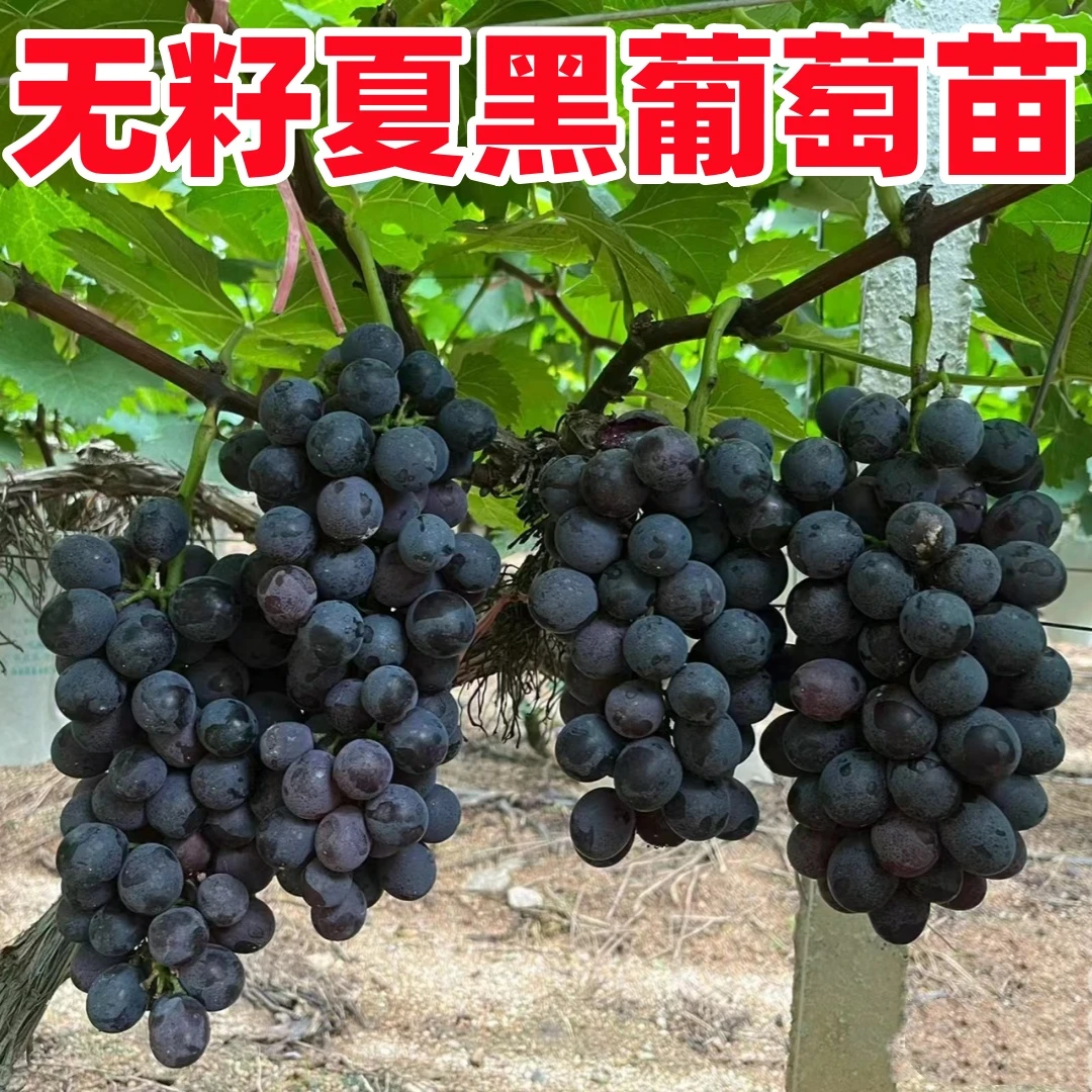 夏黑葡萄树苖高甜无核葡萄苗耐寒庭院爬藤无籽葡萄树南方北方种植