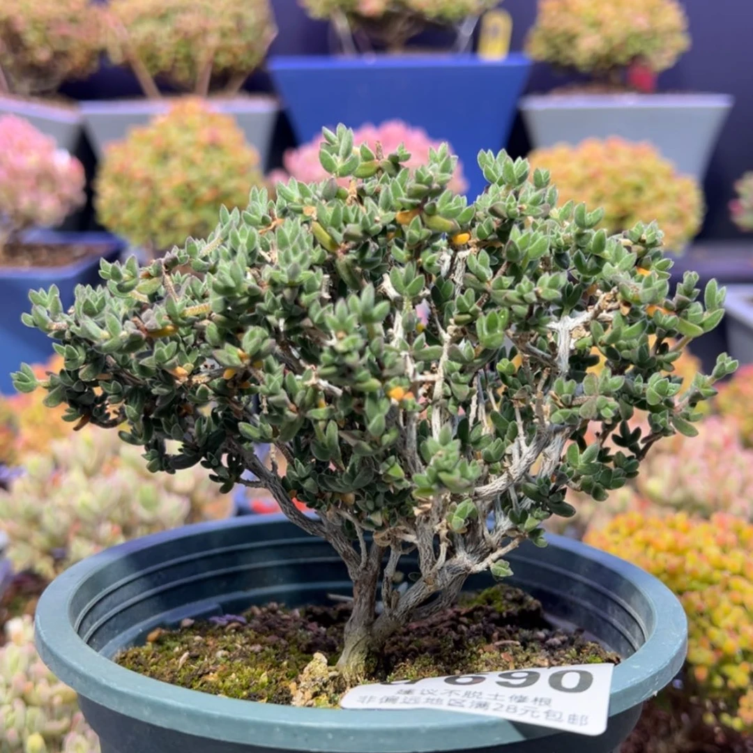 【闪购商品】d690猫耳朵枝干番杏