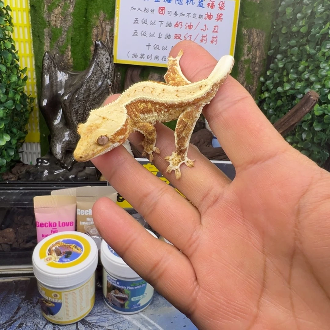 睫角守宫红底莉莉