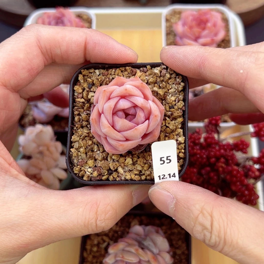 好好看55、哈哈哈哈