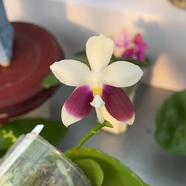 完全开放2.5寸杯雅风GG分身