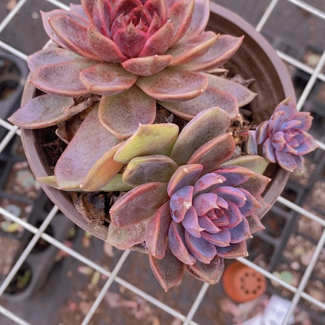 巧克力慕斯双头起发