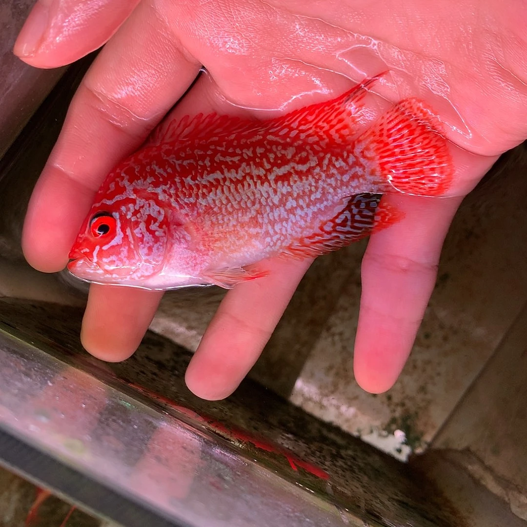 罗汉鱼火凤122345678