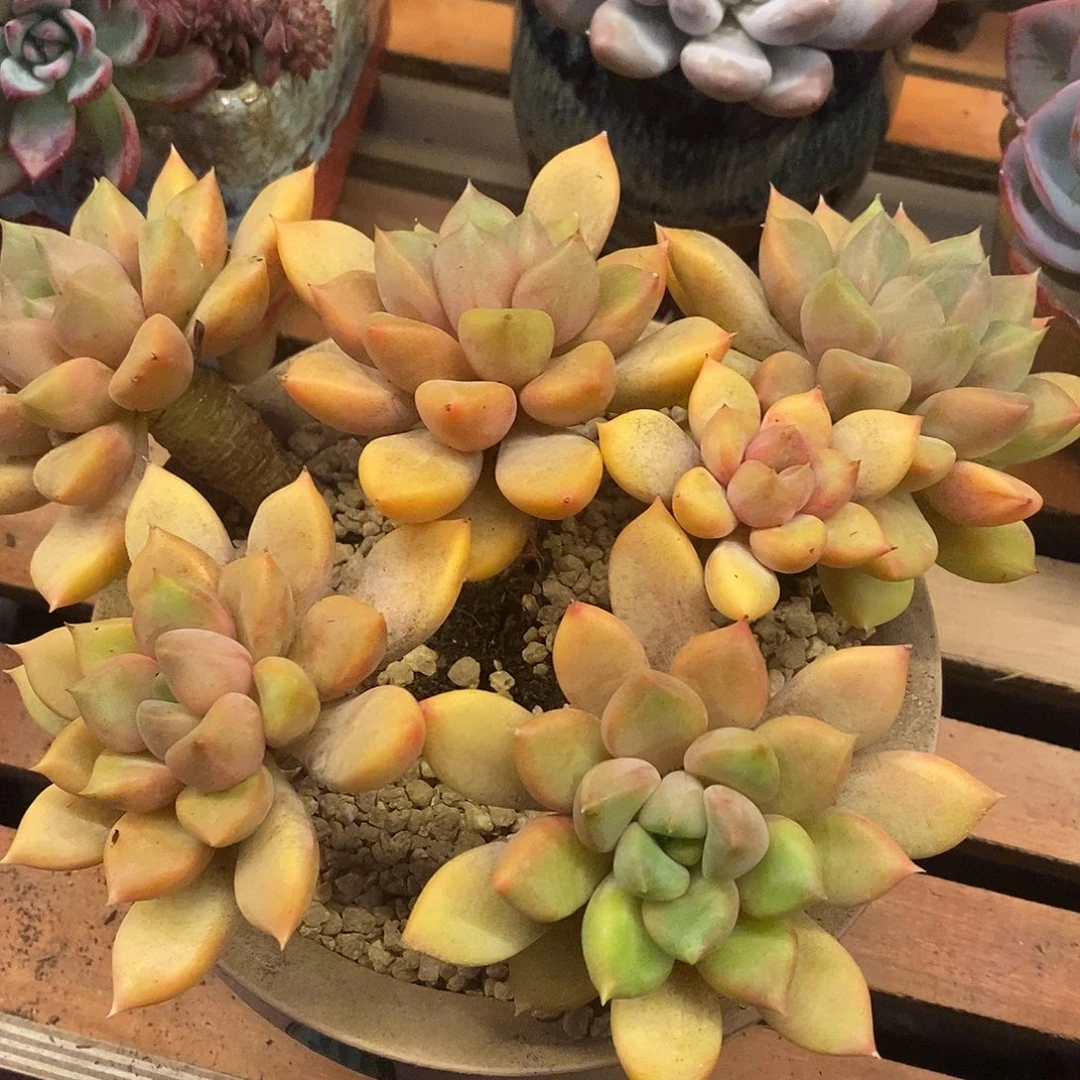 多肉植物肉肉植物