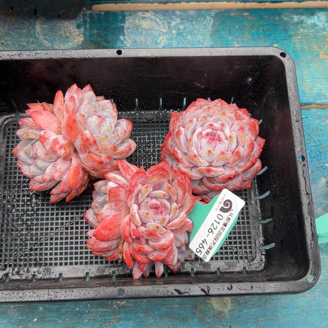 多肉一物一拍0126-465