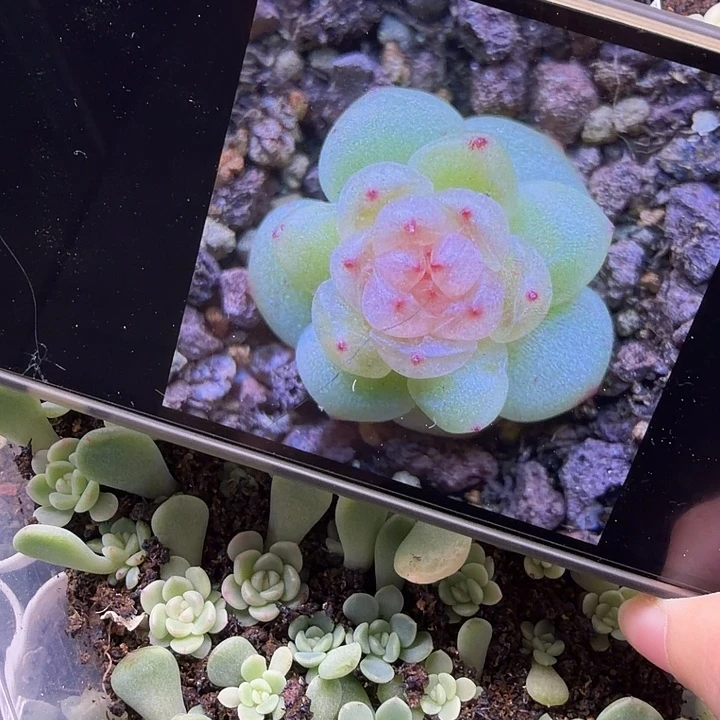 t20灯泡甜心十颗一组1cm