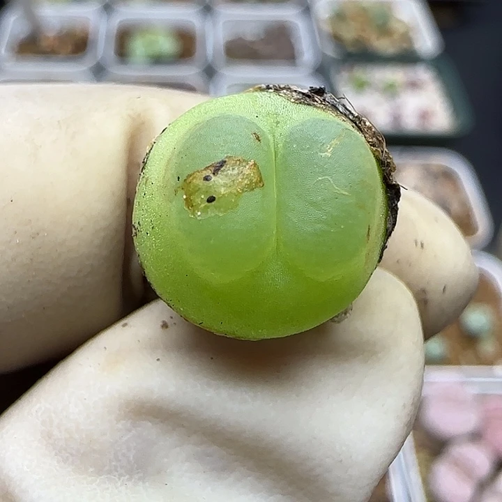 1241福利福利福利1.3