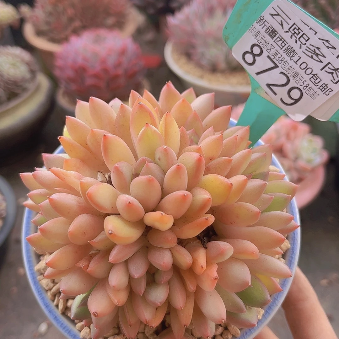8729冰雪美人多肉植物