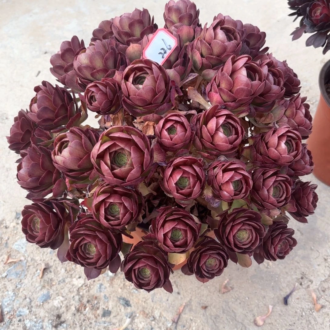 全部花朵226万圣节朵朵多肉植物