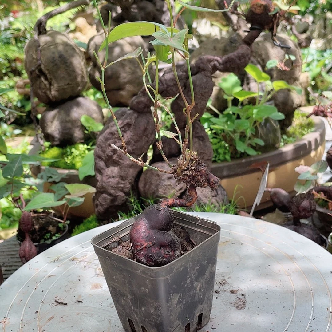 不开花植物何首乌