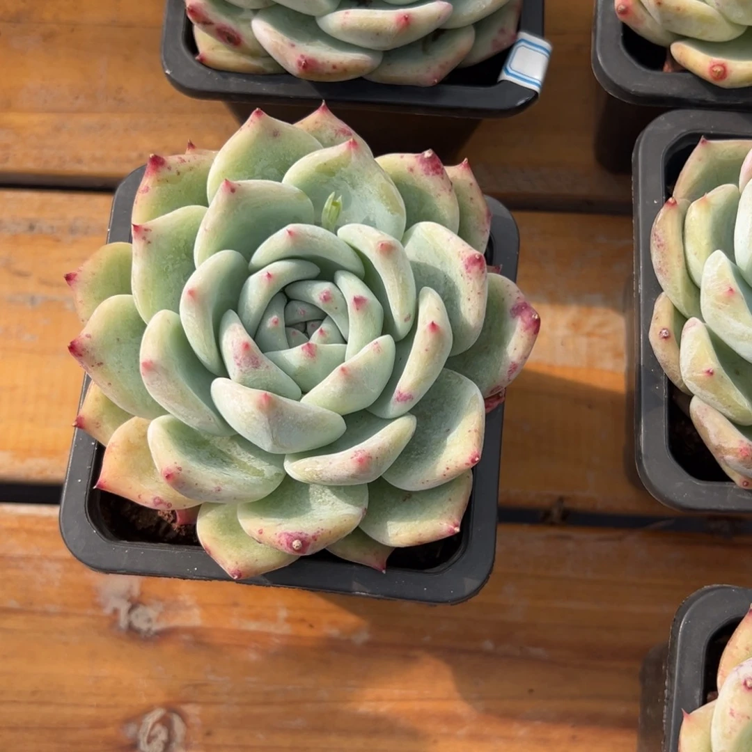 多肉白拉糖【非偏远地区满18包邮】