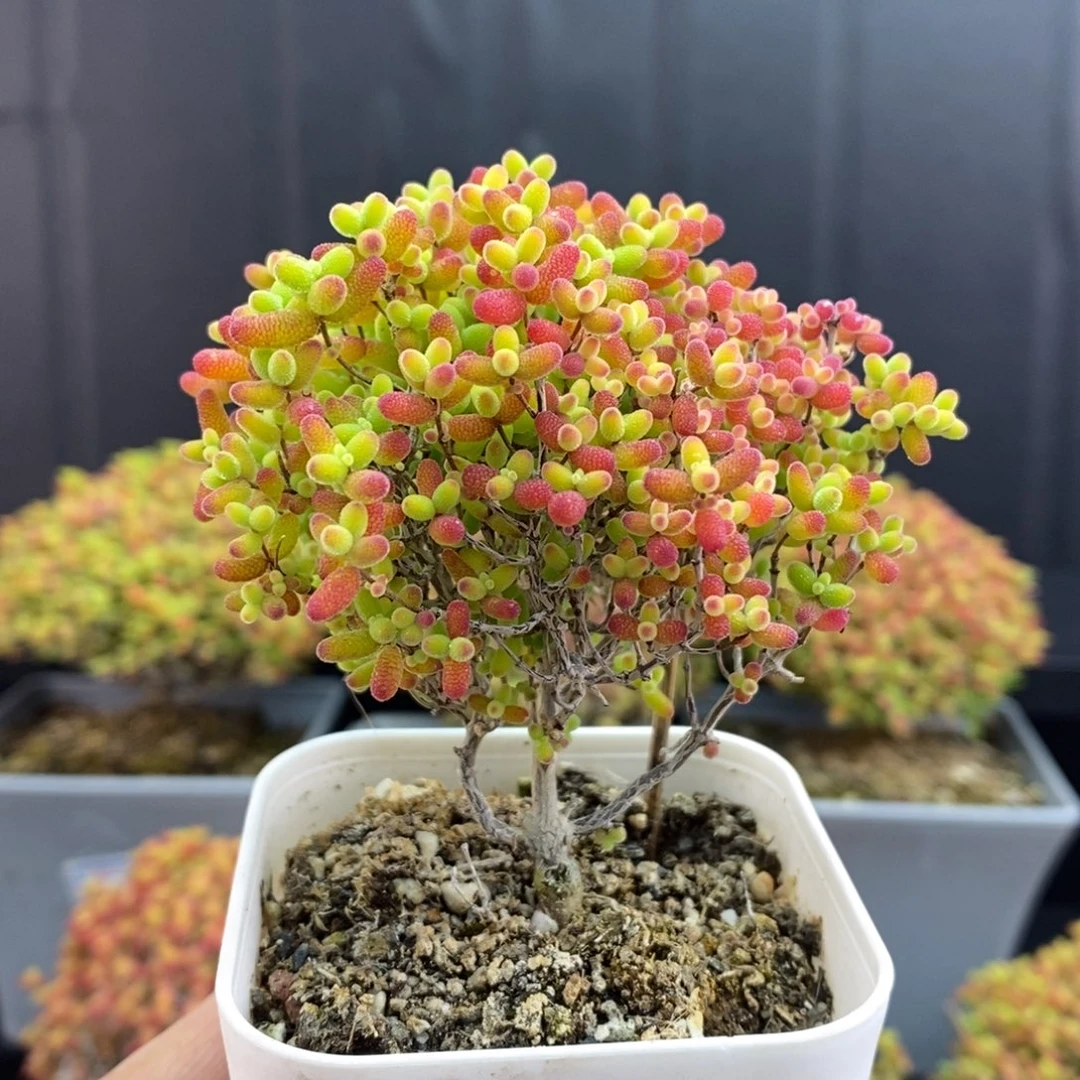 无花朵143号蜜橘糖球