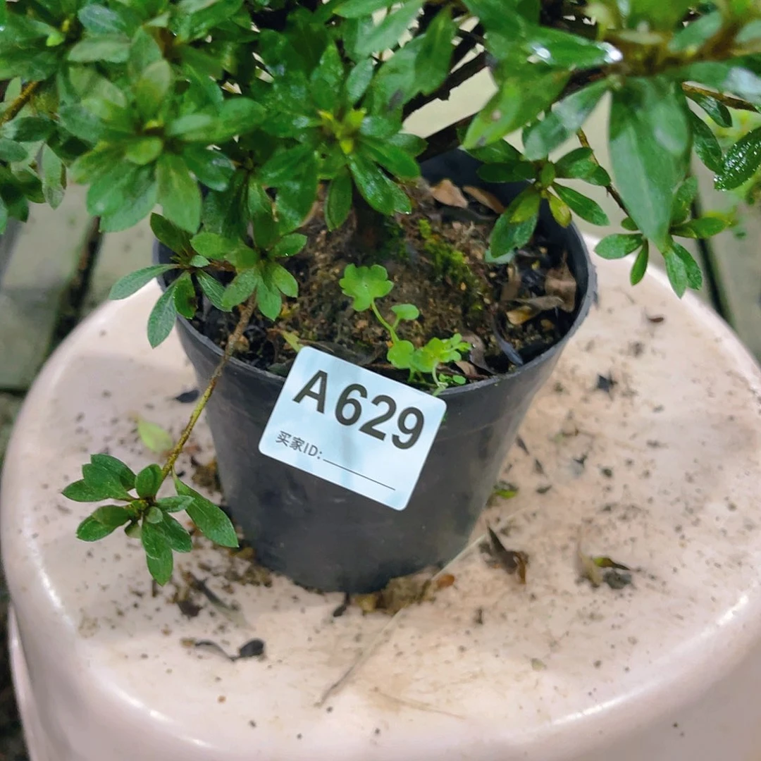 无花朵直播时间一直一直