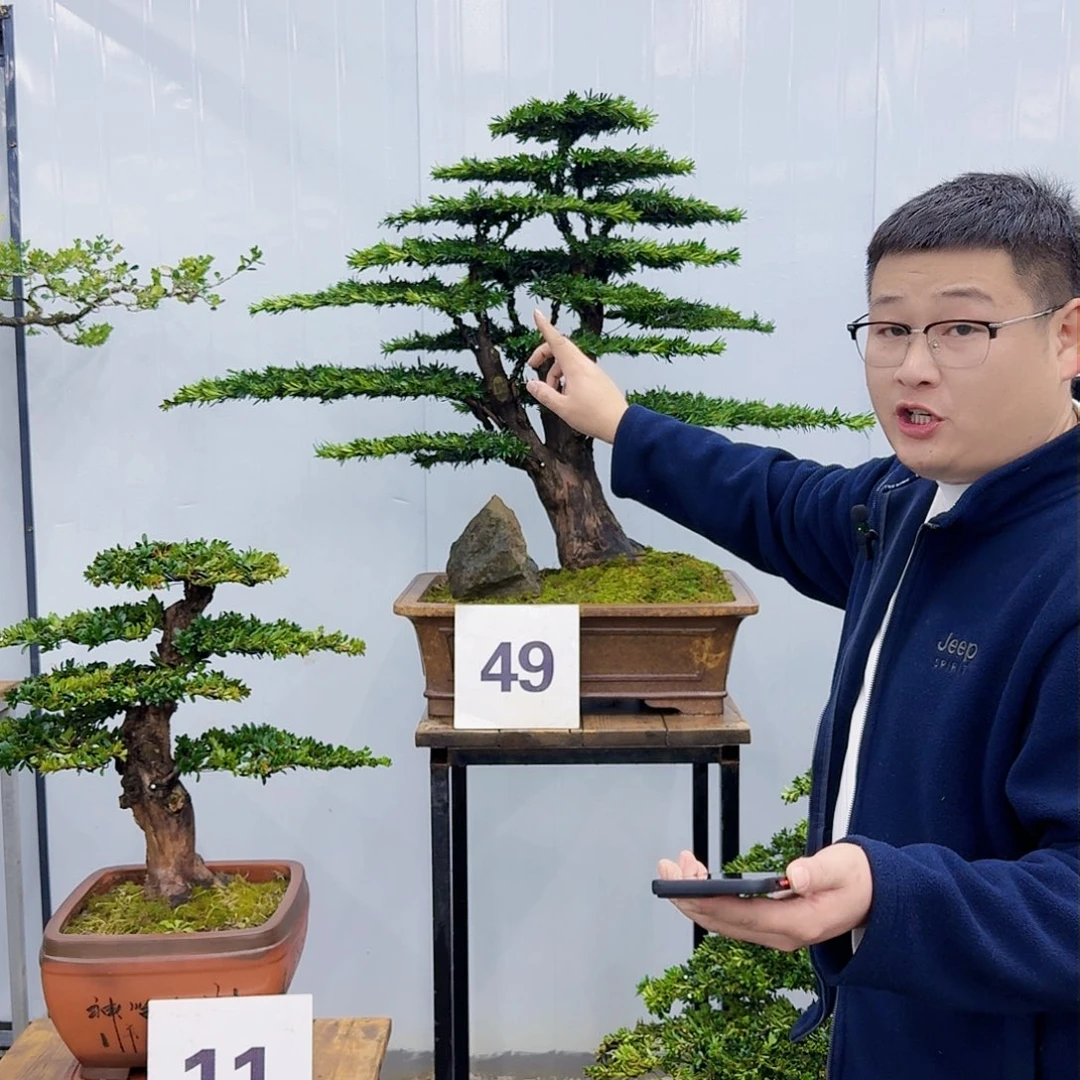 盆景米叶罗汉松盆景