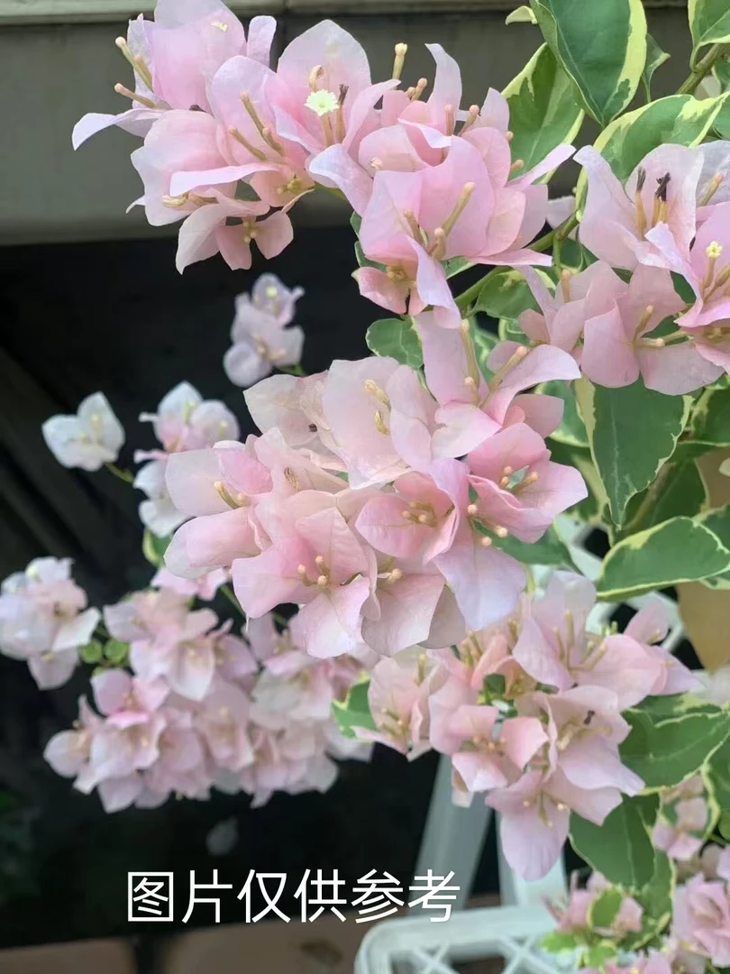 【小斑叶丽人】【包对版】三角梅四季开花爬藤飘枝好养护【无售后】