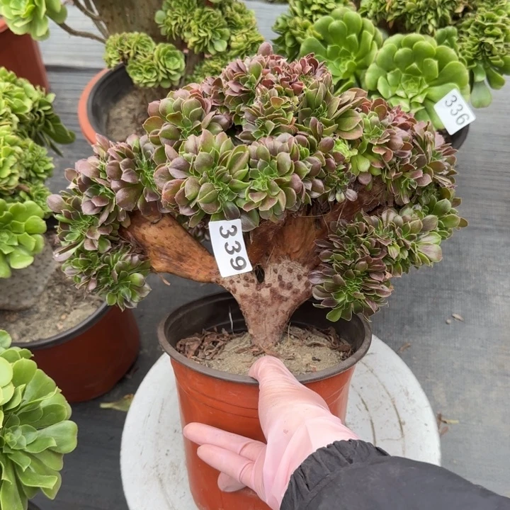 星***）多肉植物玫瑰缀339