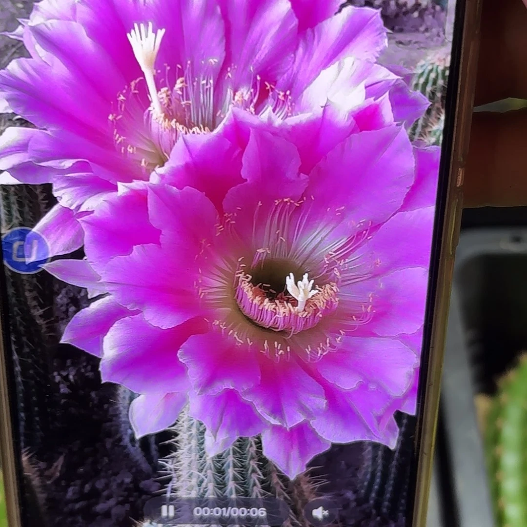 荷花毛花无根侧牙20包邮52