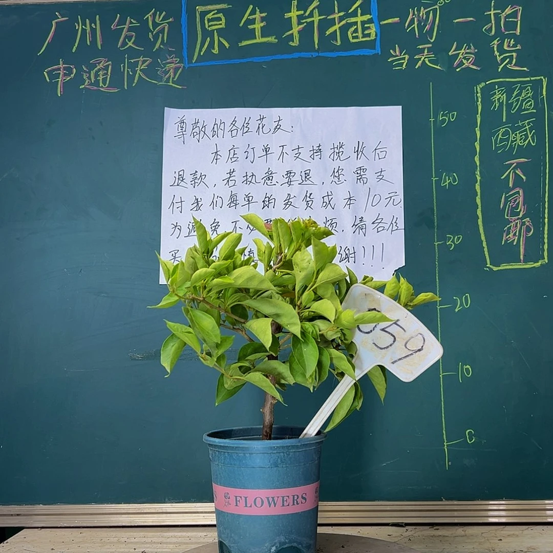 当前无花栽培后可以开花佩德罗 059