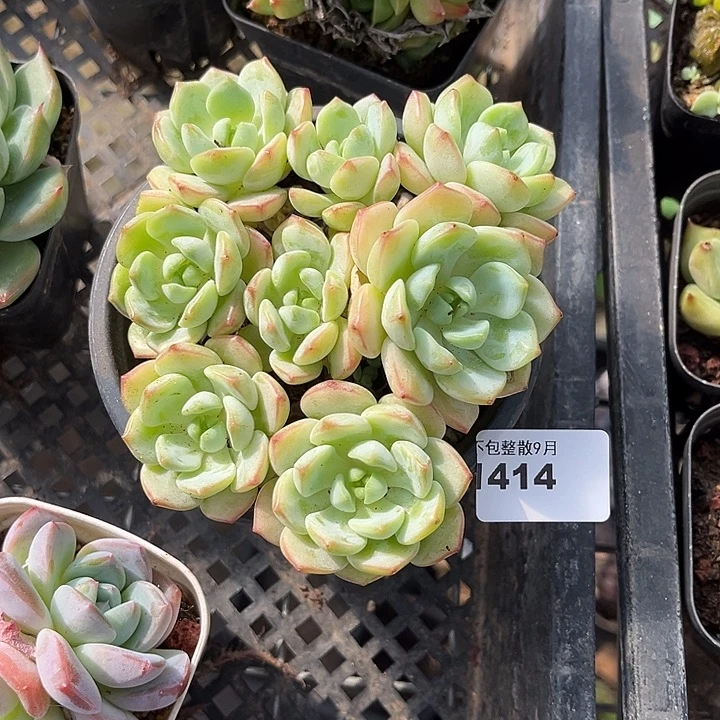 阿雅园艺。        1414香草