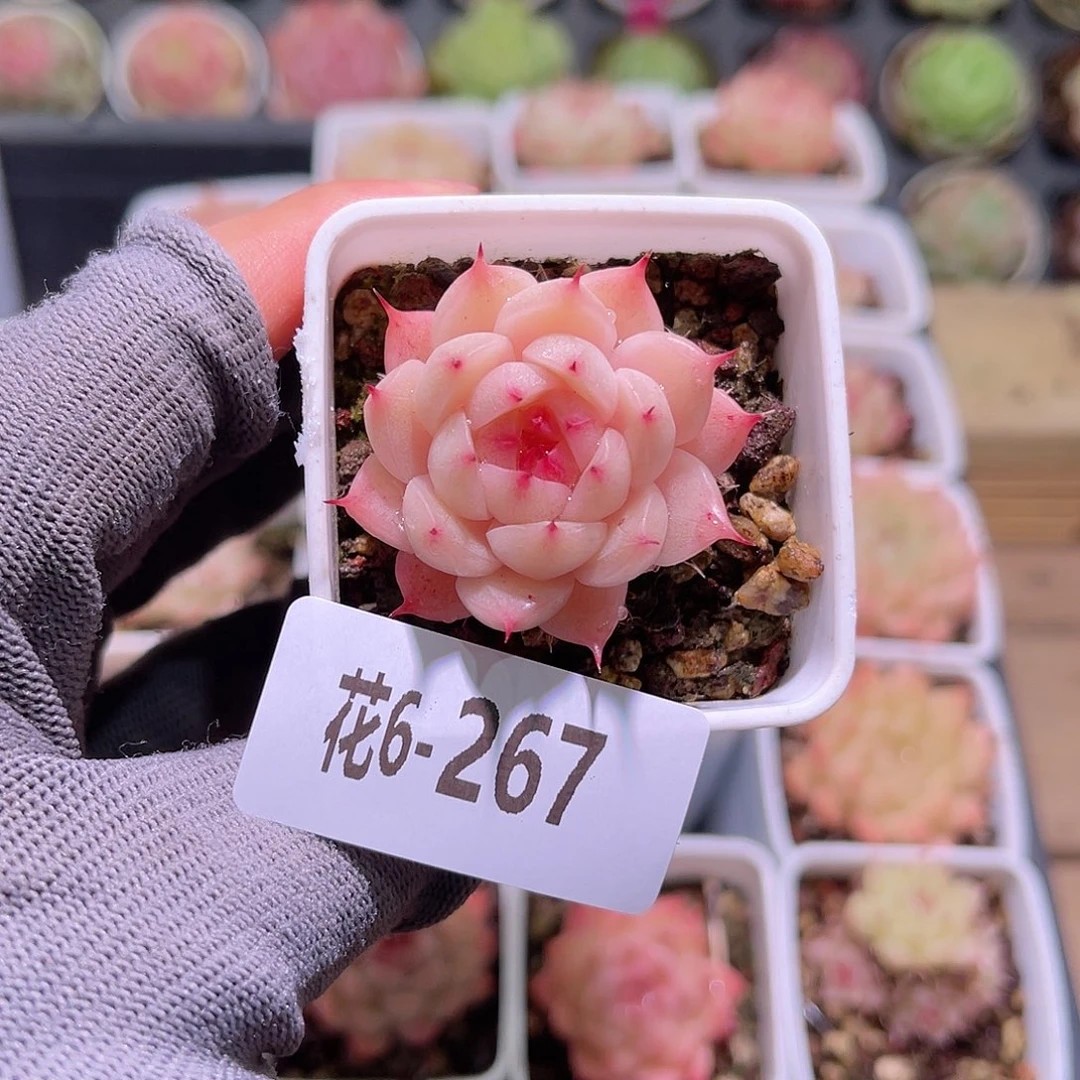 花06-267海王单头