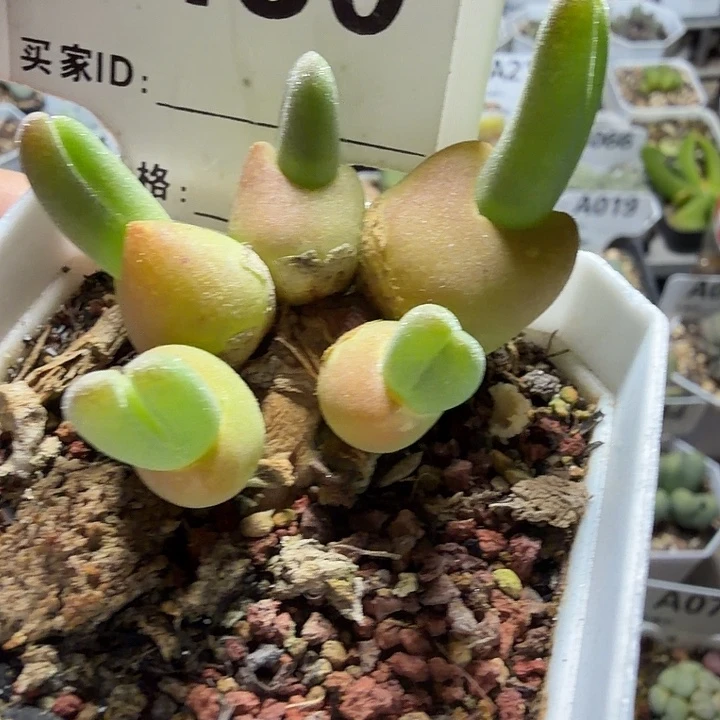 130。满38包邮肉锥