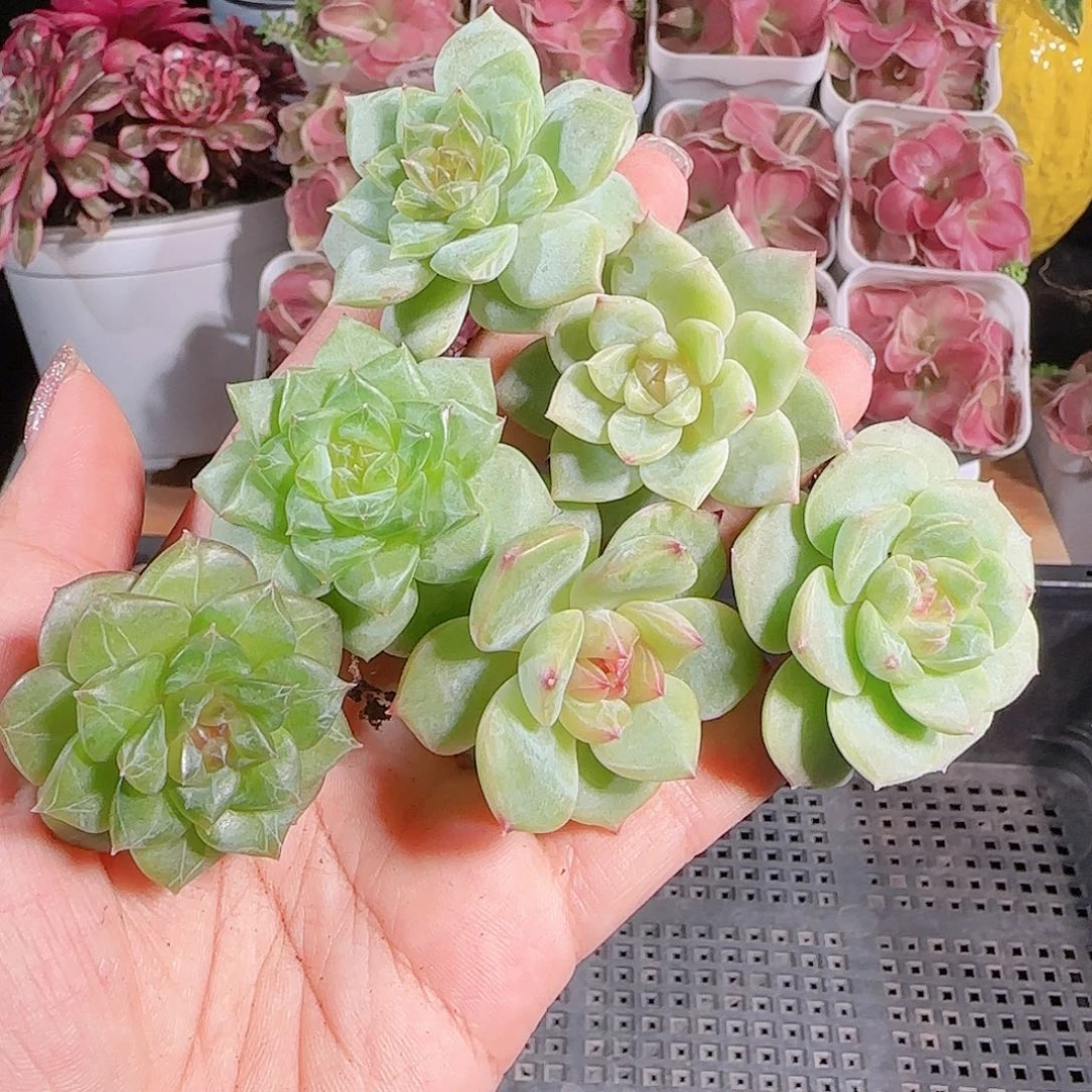 0712—--53糖心珍妮