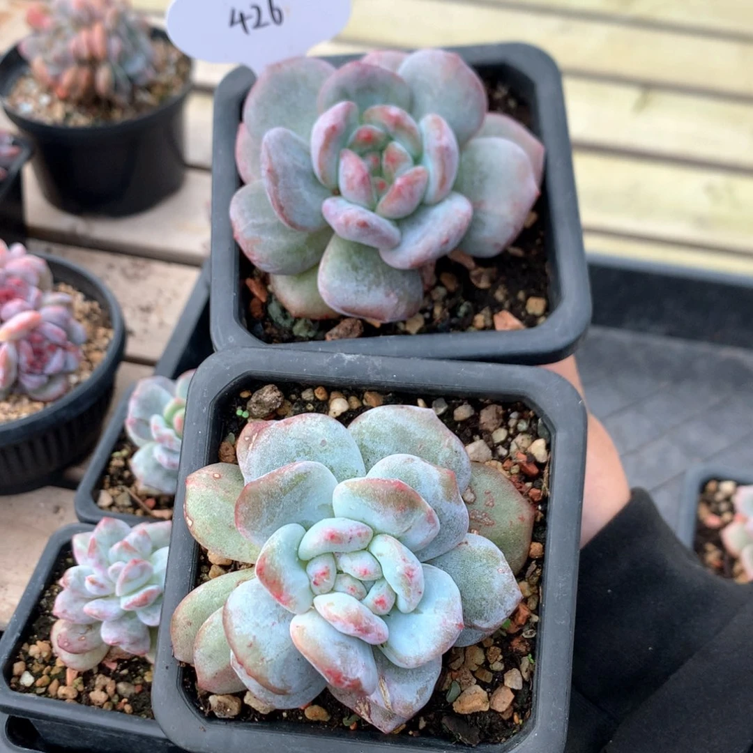 8厘米星影石化 特价 426