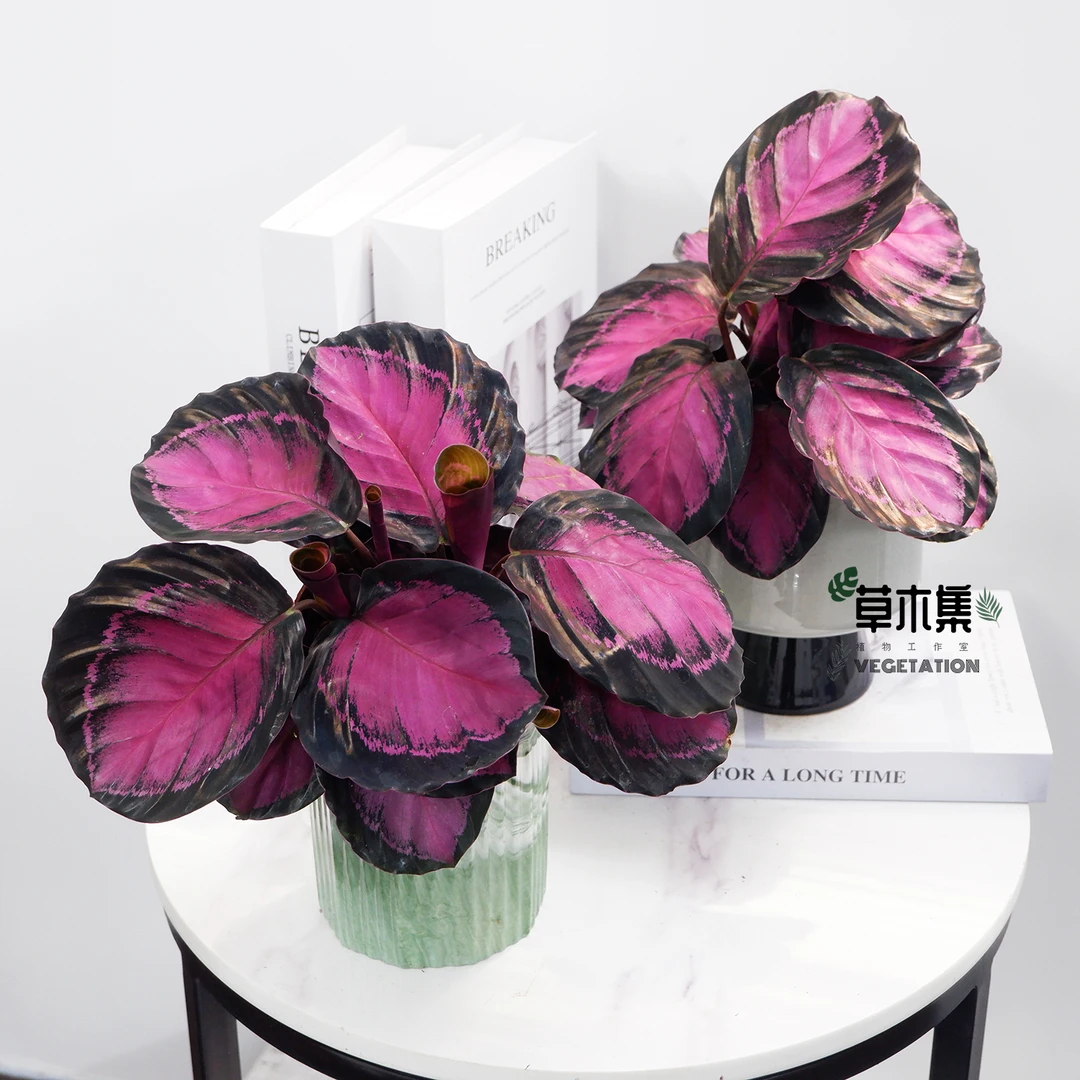 《草木集｜幸运女神竹芋》玫红裙摆摇曳生姿，幸运羽翼馨香祷祝。