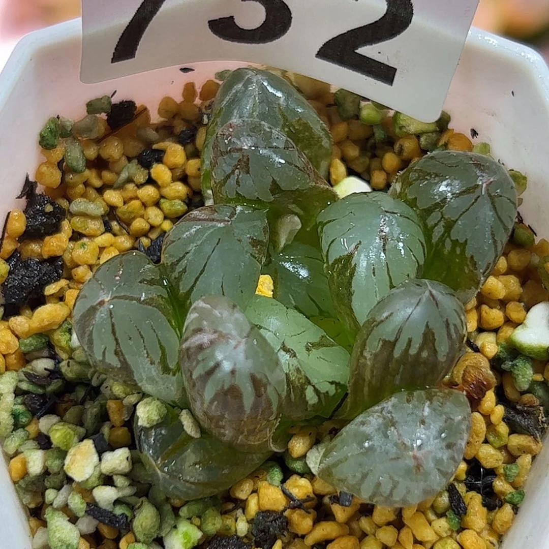 水晶锦十二卷多肉植物732