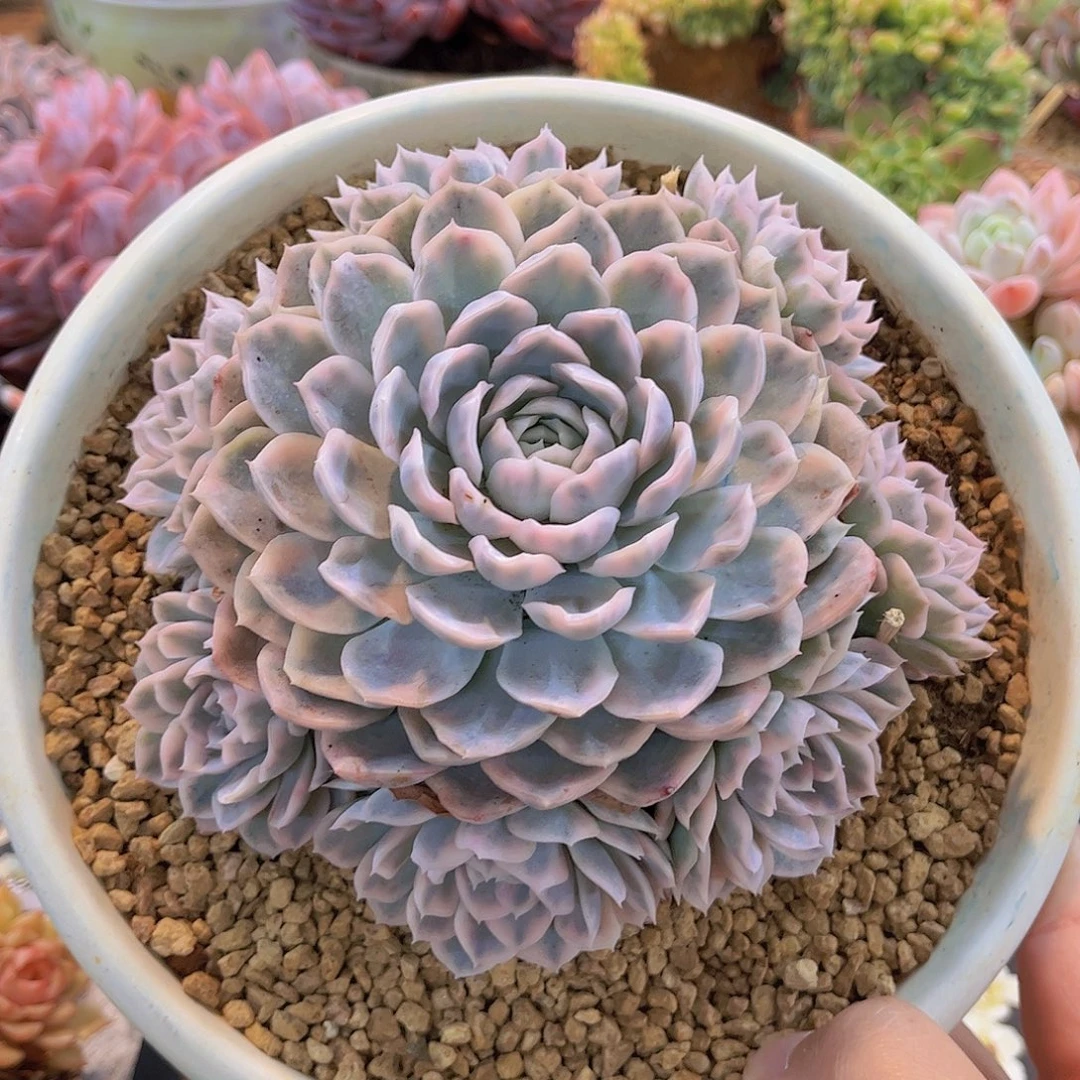韩版雪球锦捧花多肉