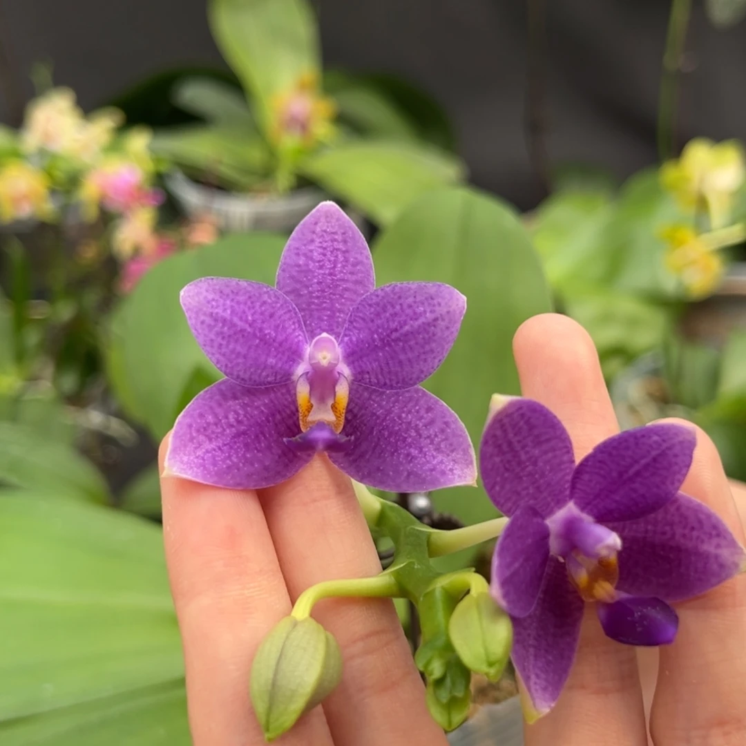 完全开放3.5寸柳林蓝星开花株